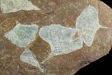14.7" Fossil Ginkgo Plate From North Dakota - Paleocene - #130434-1